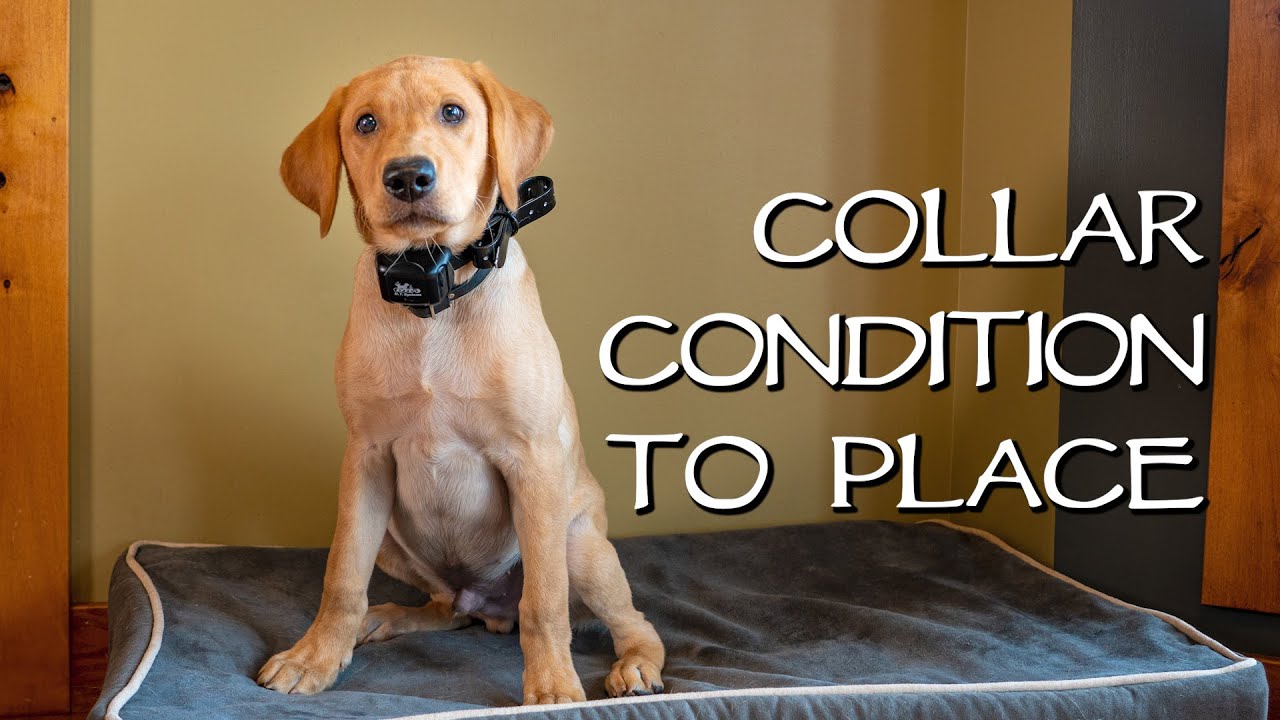Labrador Retriever Collar Condition To Place - Gun Dog Training