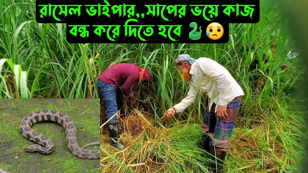 রাসেল ভাইপার,,সাপের ভয়ে কাজ বন্ধ করে দিতে হবে 🐍😥