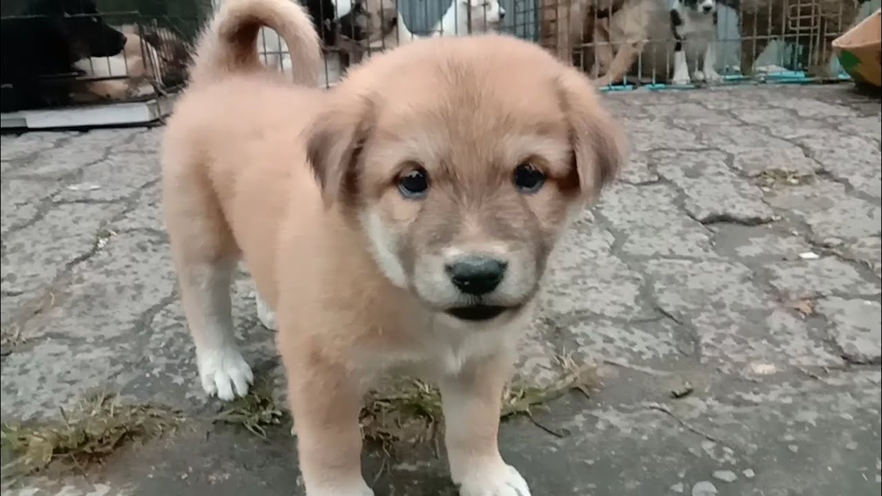 Berburu Anjing Di Pajak/Pasar Buah Berastagi