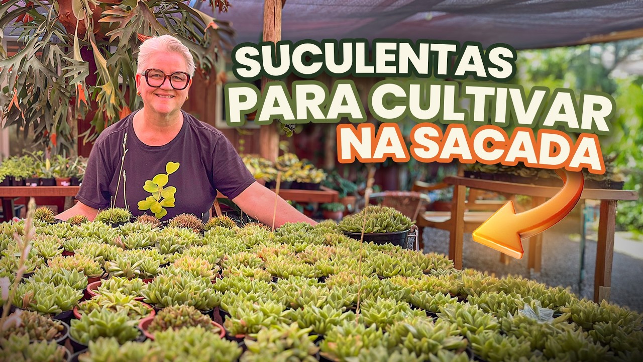 5 espécies de SUCULENTAS PARA CULTIVAR NA SACADA