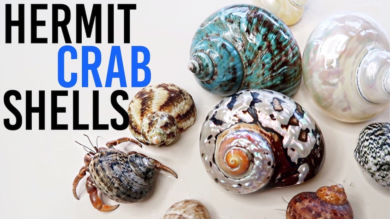 All About Hermit Crab Shells | Where To Buy? How To Choose? | Lori's Hartland