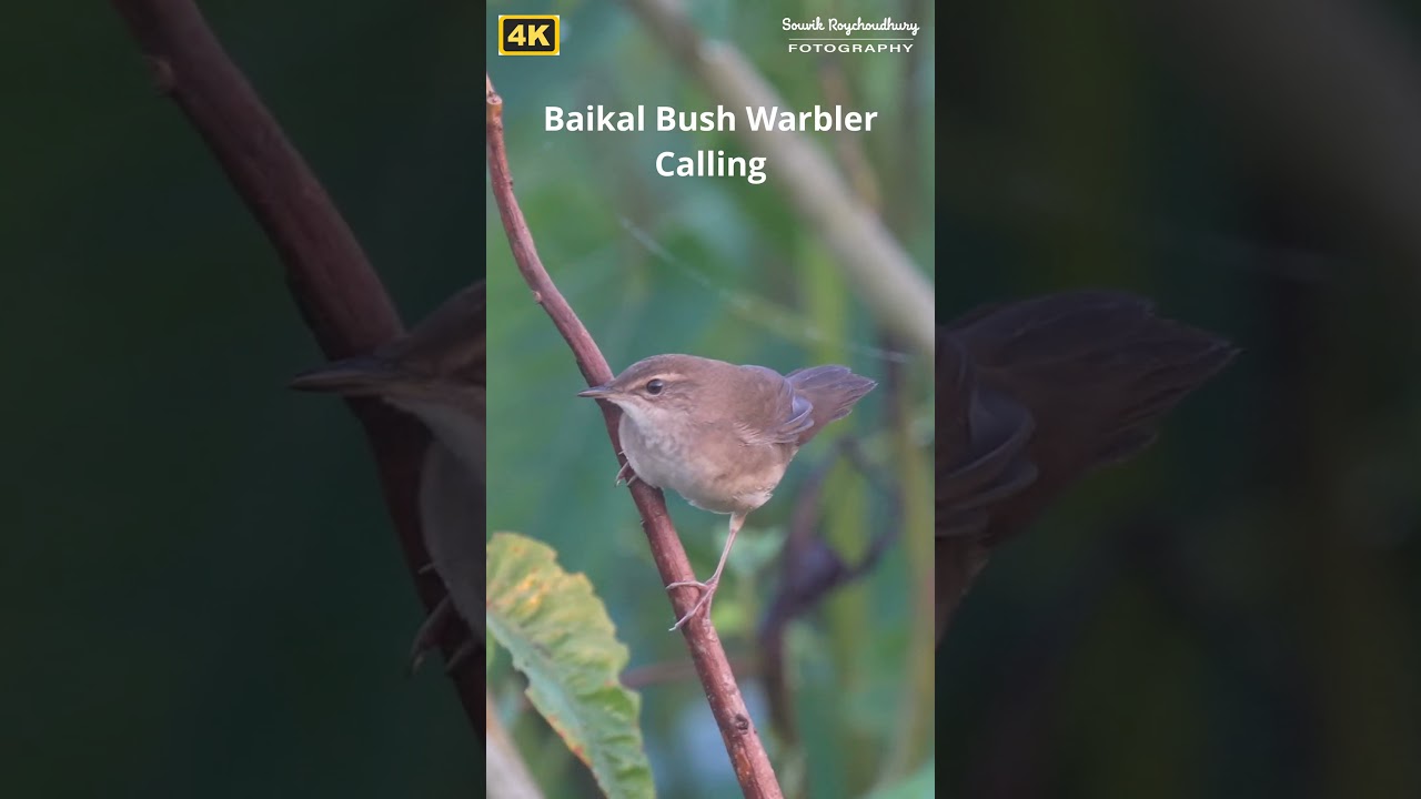 Baikal Bush Warbler calling in open  | #birdcall #birdcalls #birdcalling