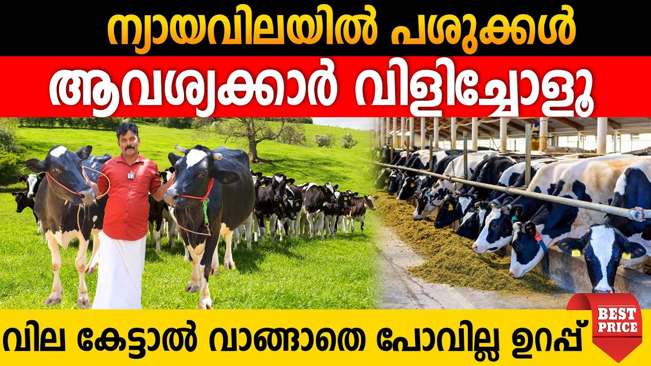 ആട് വിലയിൽ പശുക്കളെ വീട്ടിലെത്തിക്കുന്നു | വേണ്ടാത്തവർ പോലും വാങ്ങിപ്പോകുന്നു