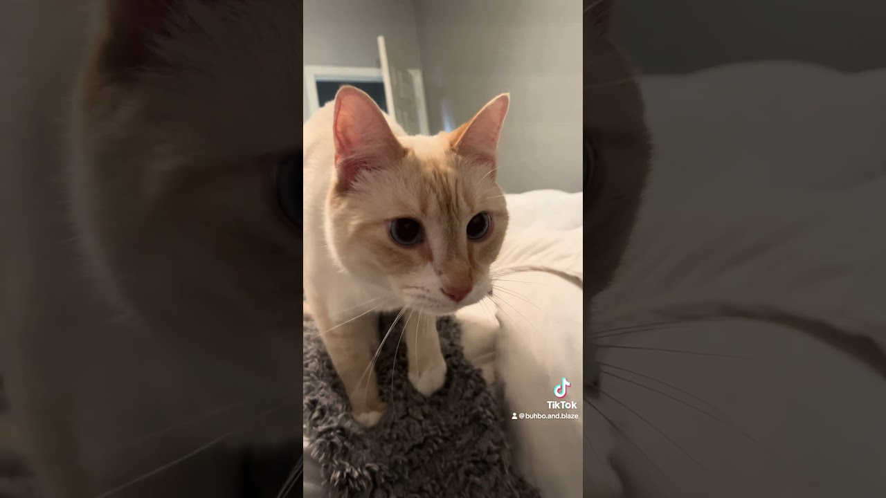 Declawed kitty makes biscuits (no we didn&rsquo;t declaw him!) #flamepoint #crosseyedcat #catshorts
