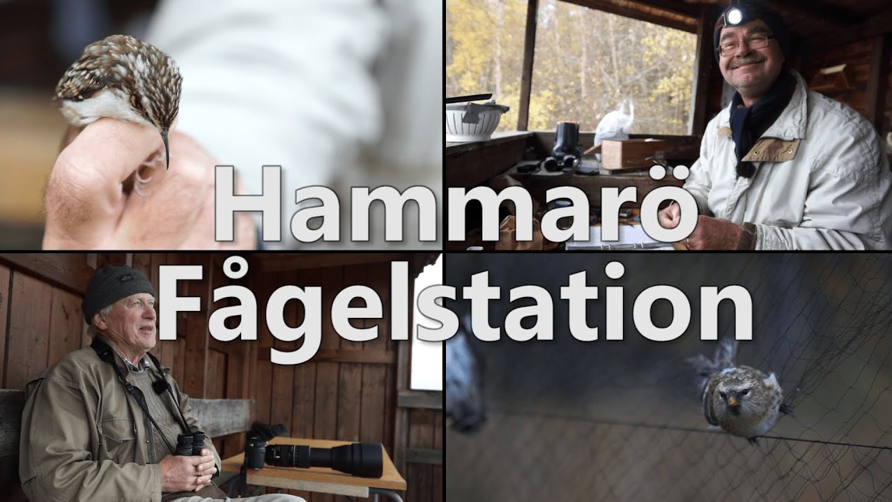 Bättre en fågel i handen än tio i skogen: En dokumentärfilm om Hammarö's Fågelstation. (2019)