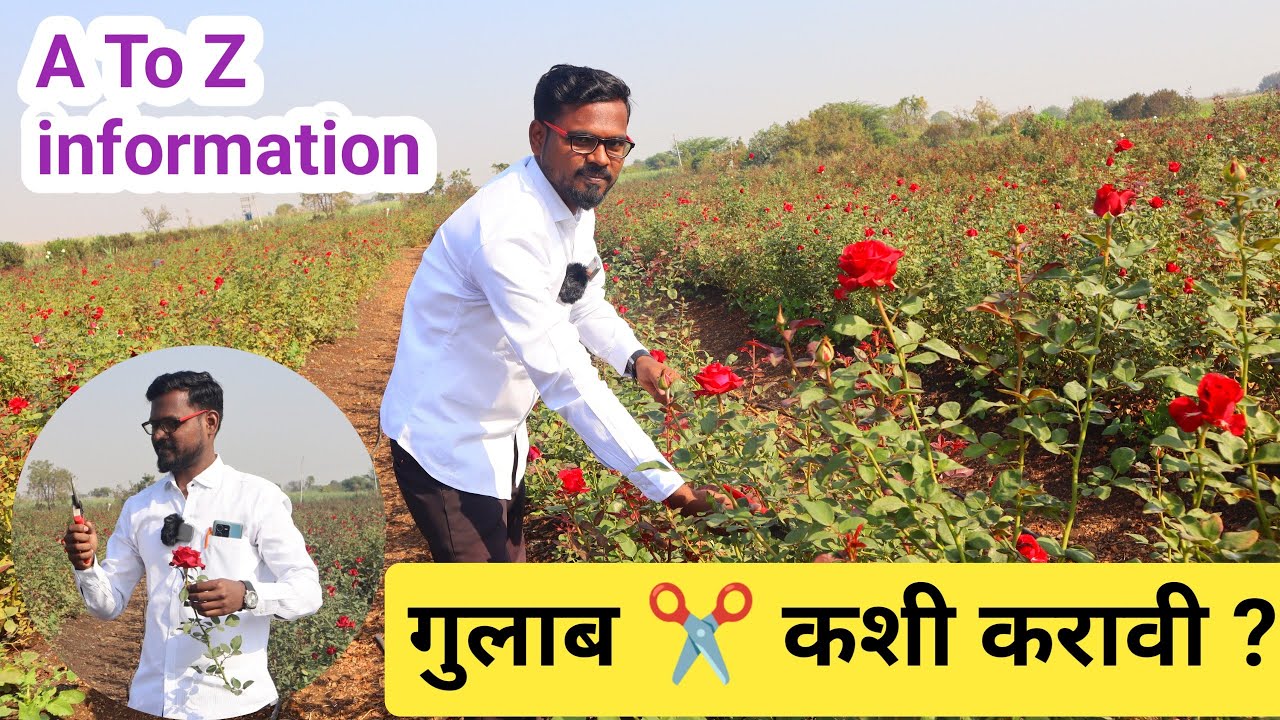 गुलाबाची कटिंग करताना कोणती काळजी घ्यावी| Rose cutting| गुलाबाची छाटणी कशी करावी