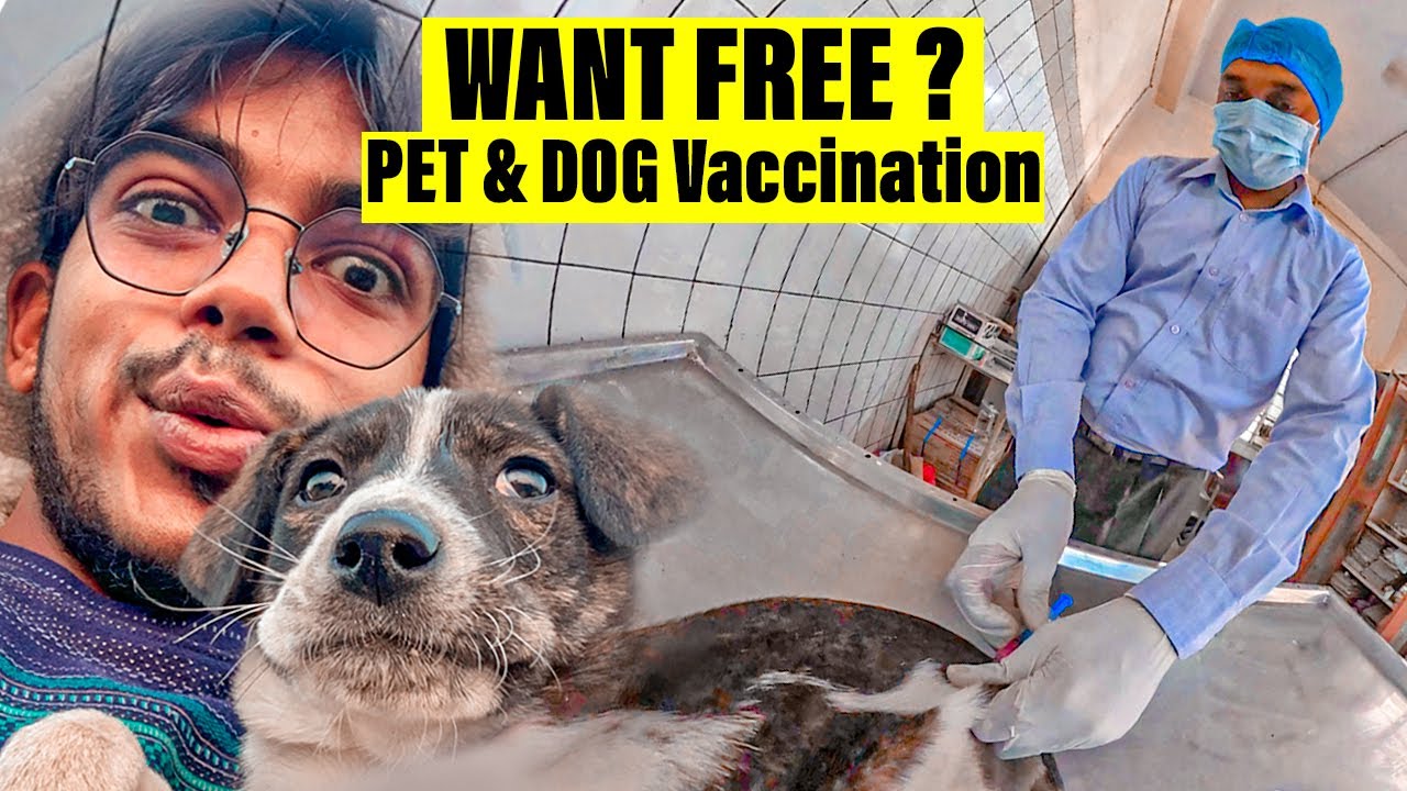 FREE VETERINARY HOSPITAL IN DELHI | TREATMENT OF INJURED PET BIRDS AND ANIMALS | NDMC