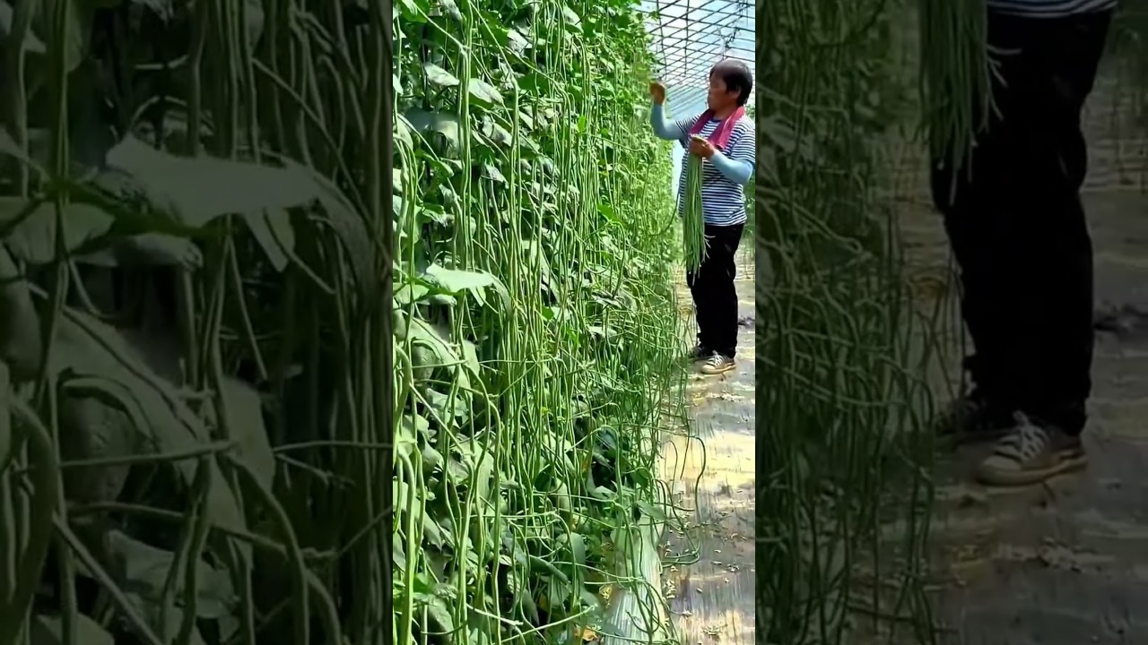 Amazing Yard Long Beans Farming will be Surprised to See the Yield - #shorts #yardlongbean