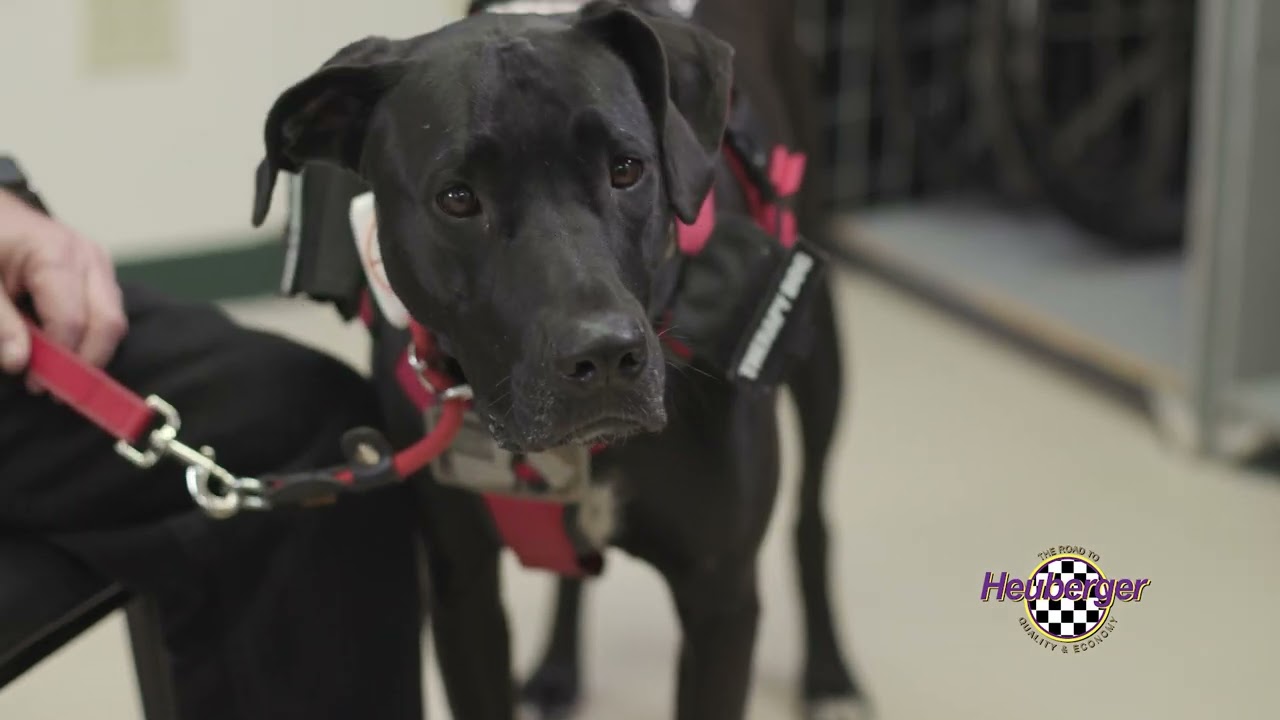 Victory Service Dogs | Heuberger Subaru Community Involvement