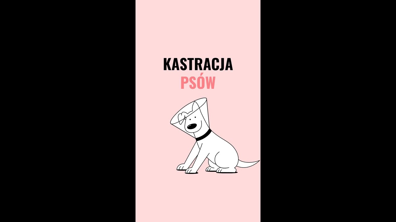 Kastracja &ndash; ZDROWIE PSA &ndash; John Dog