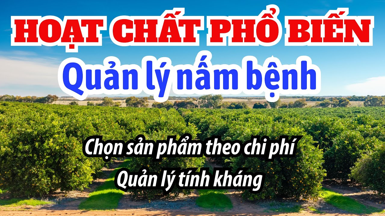 Tổng hợp các hoạt chất và sản phẩm quản lý nấm bệnh phổ biến | Quản lý tính kháng thuốc bệnh