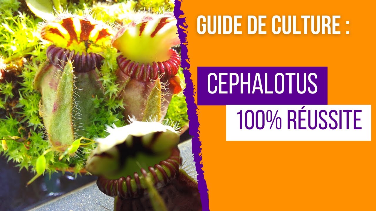 🌱✨Cultiver les Cephalotus follicularis avec Succès  : Le Guide Ultime de Charles Bussers !🌱✨