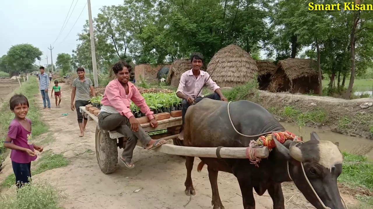 केले की रोपाई कैसे करें G9 kele ki kheti