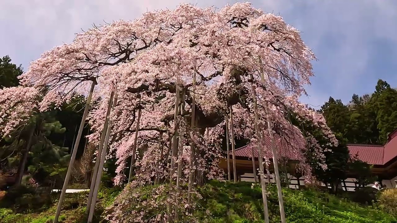 慈徳寺の種まき桜