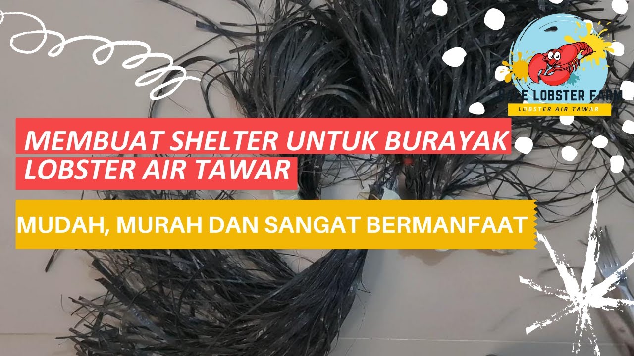MEMBUAT SHELTER UNTUK BURAYAK LOBSTER AIR TAWAR