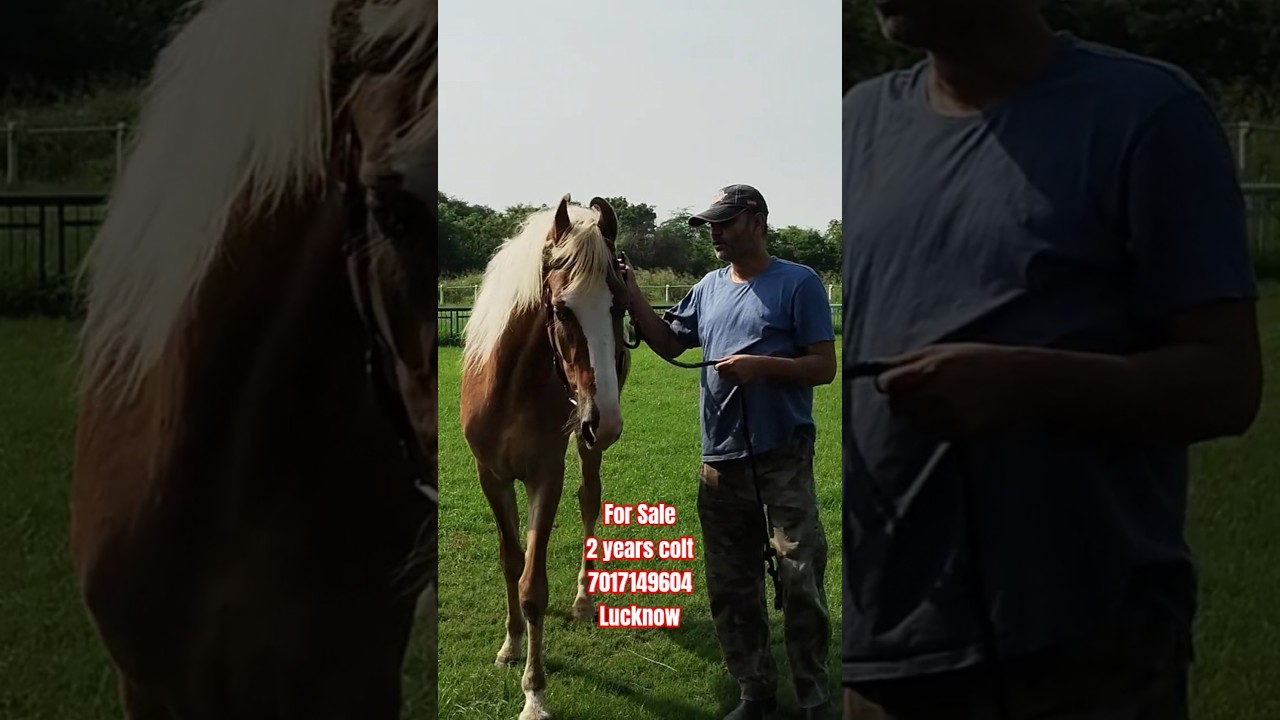 #palomino