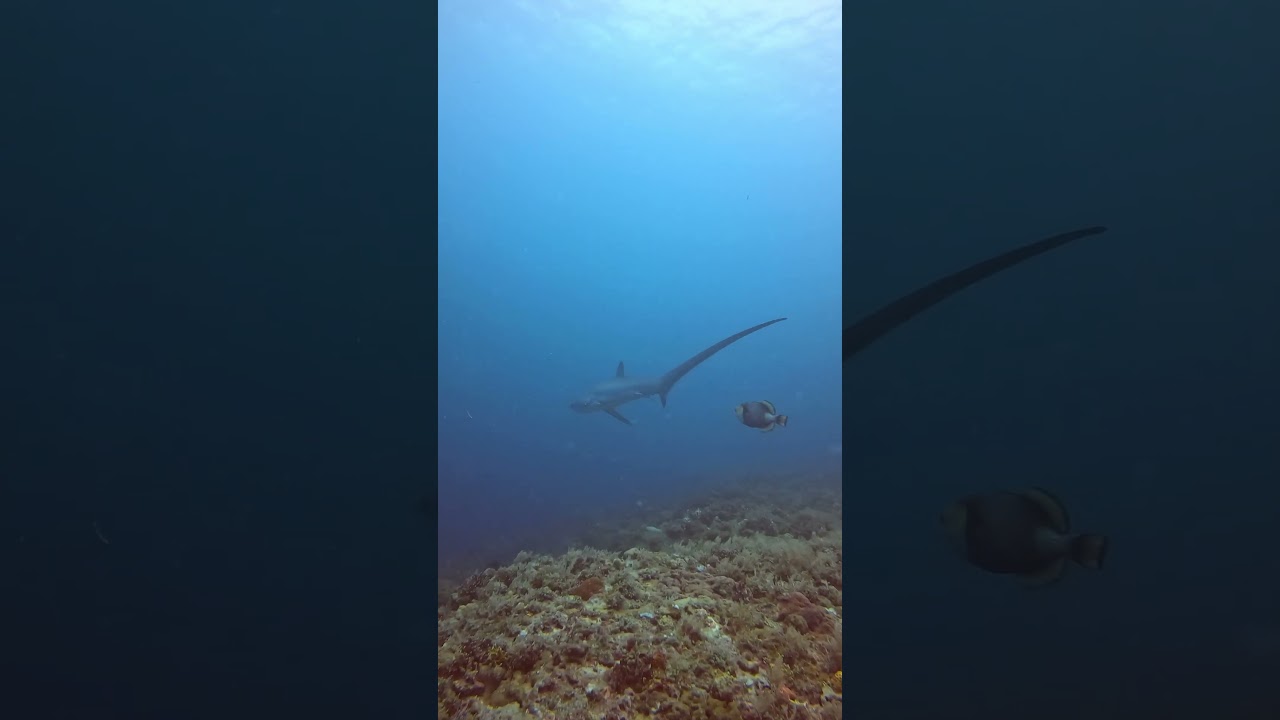 #thresher #malapascuaisland #philippines #scubadiving #triggerfish #shark