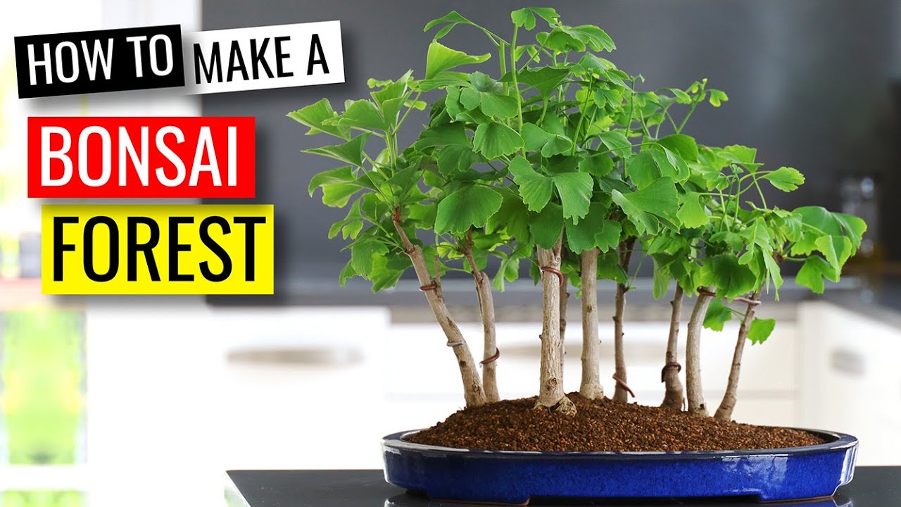 Creating a Bonsai Forest with 9 Ginkgo bonsai trees