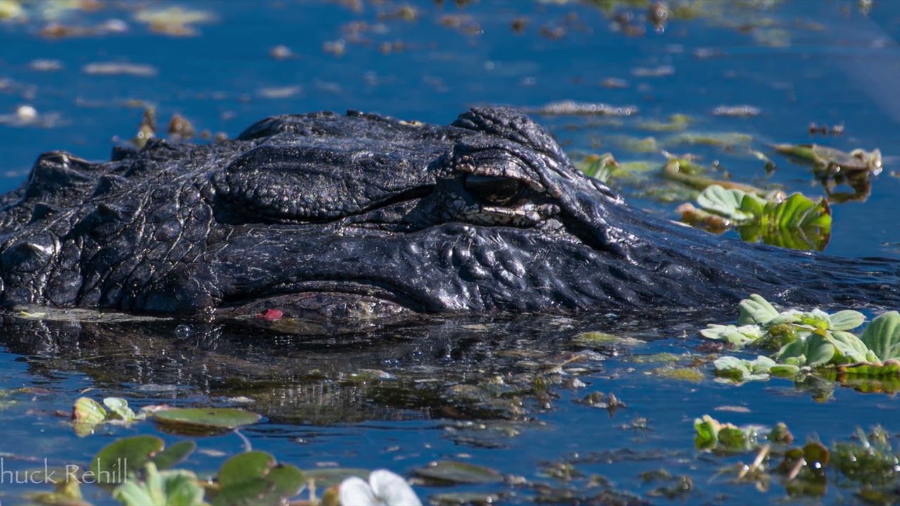 Orlando Wetlands February 14, 2024