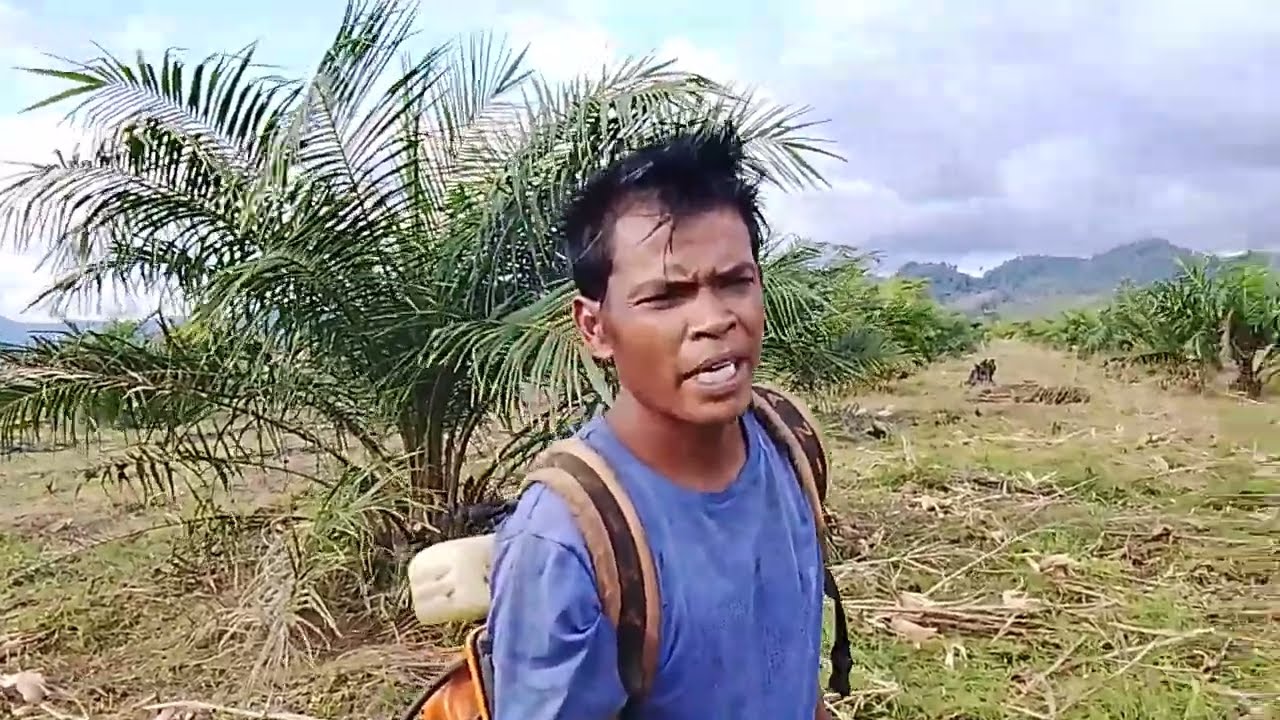CARA PERAWATAN KELAPA SAWIT AGAR CEPAT BERBUAH