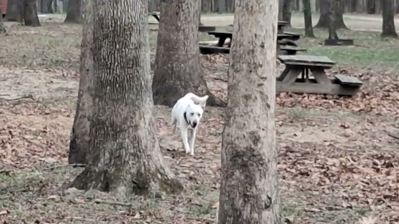 #NeroTheWonderDog swing & a miss on #TheAppalachianTrail 💜🧘👽👣☕️👣👽🧘💜