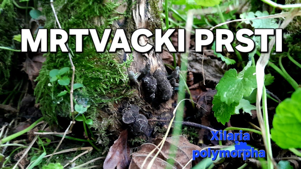 MRTVACKI PRSTI-GLJIVA I CURANOV REP.