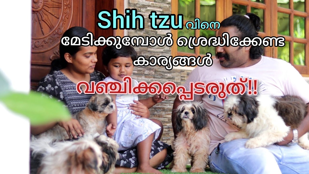 Shih Tzu | Shih Tzu Malayalam | PET ZOO