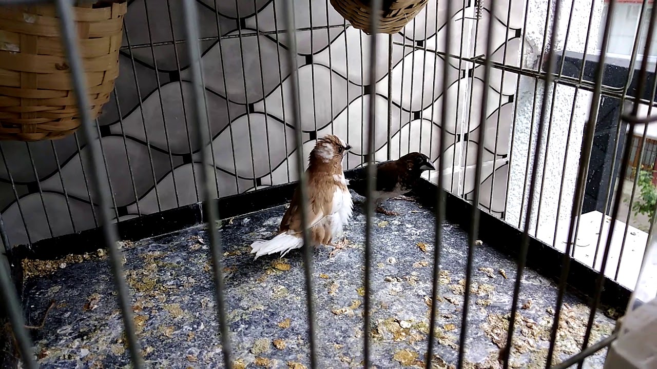 Bengal İspinozu Kur Dansı Ve Ötüşü
