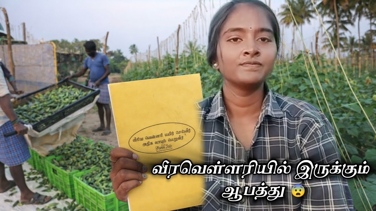 ஆபத்தானது என்று இப்போதான் தெரிந்தது 😩#விவசாயம்காப்போம்#vivasayamstatus#vlogger#villagevlog