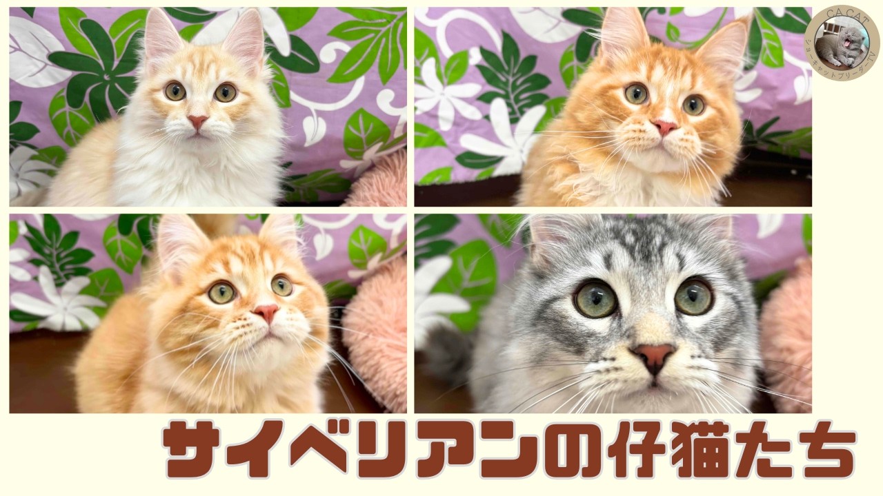 【サイベリアン】かわいい子猫をご紹介🐾【猫じゃらし】