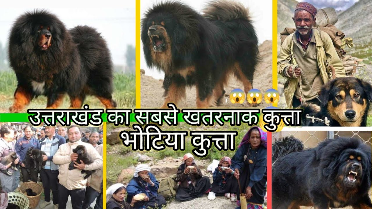 उत्तराखंड का सबसे खरनाख कुत्ता |भोटिया कुत्ता  himalayan sheepdog |पहाड़ी डॉग |भोटिया कुत्ते की आवाज