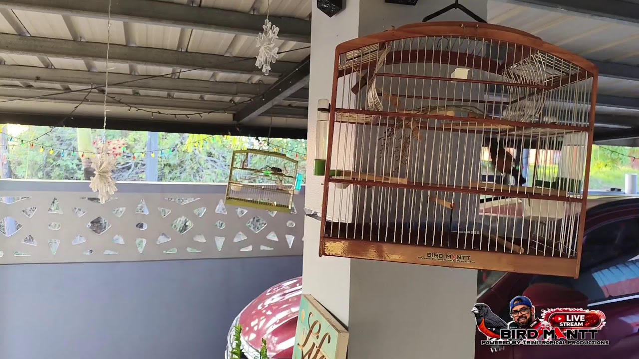 Live @ Home shy Spot bird 🕊️ 25th Feb