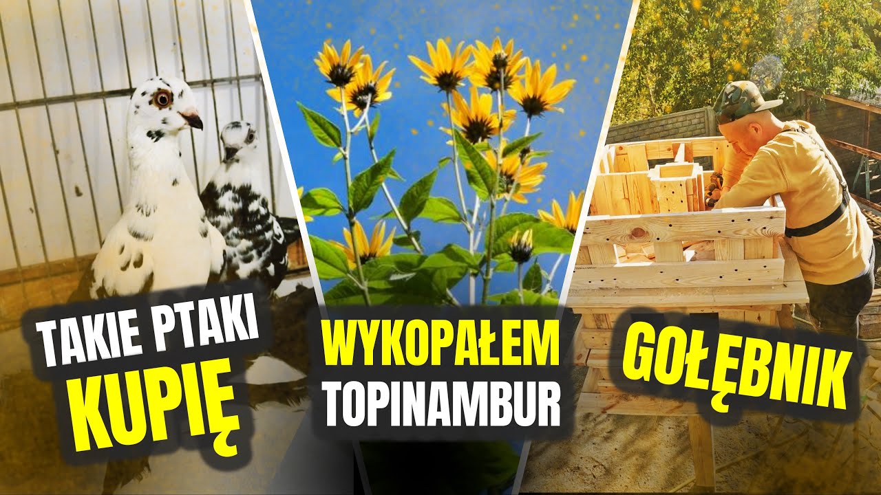 🦤 MUSZE MIEĆ TE PTAKI 🦤 zbudowałem gołębnik i wykopałem topinambur 🌻 MOJE MINI ZOO / odc. 503