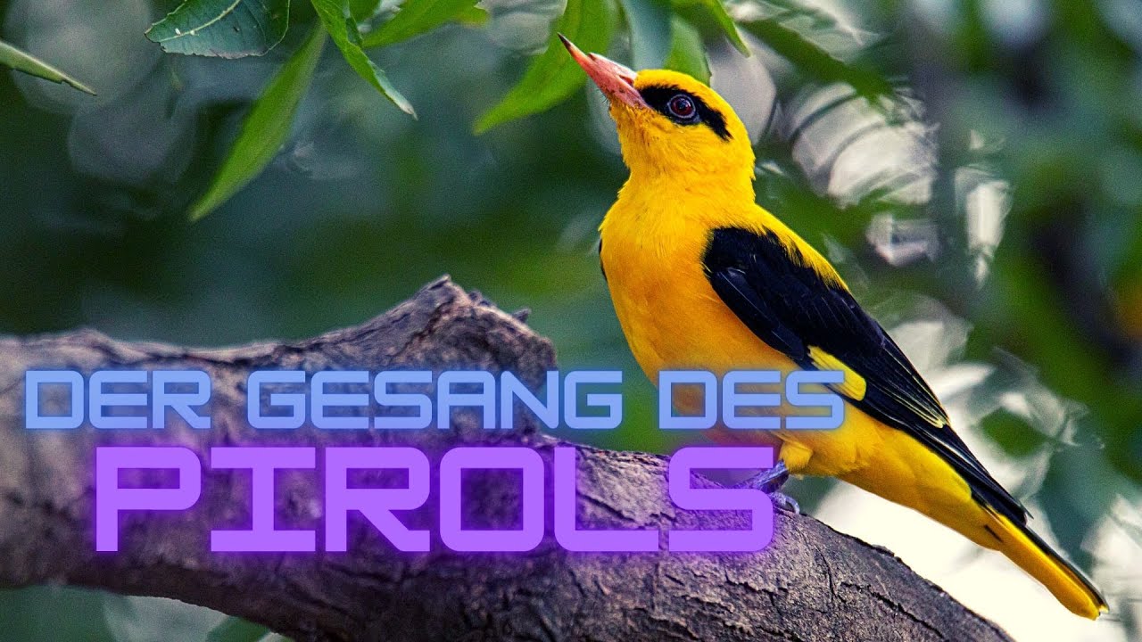 Tiefe Melodien des Waldes - Der Gesang des Pirol