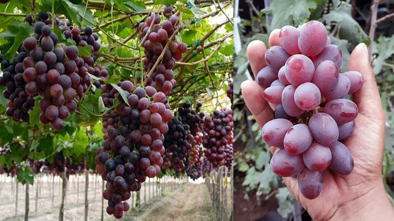 Cara Menanam ANGGUR NINEL Agar Berbuah Lebat dan Banyak Dompolannya - How to Planting Grapes