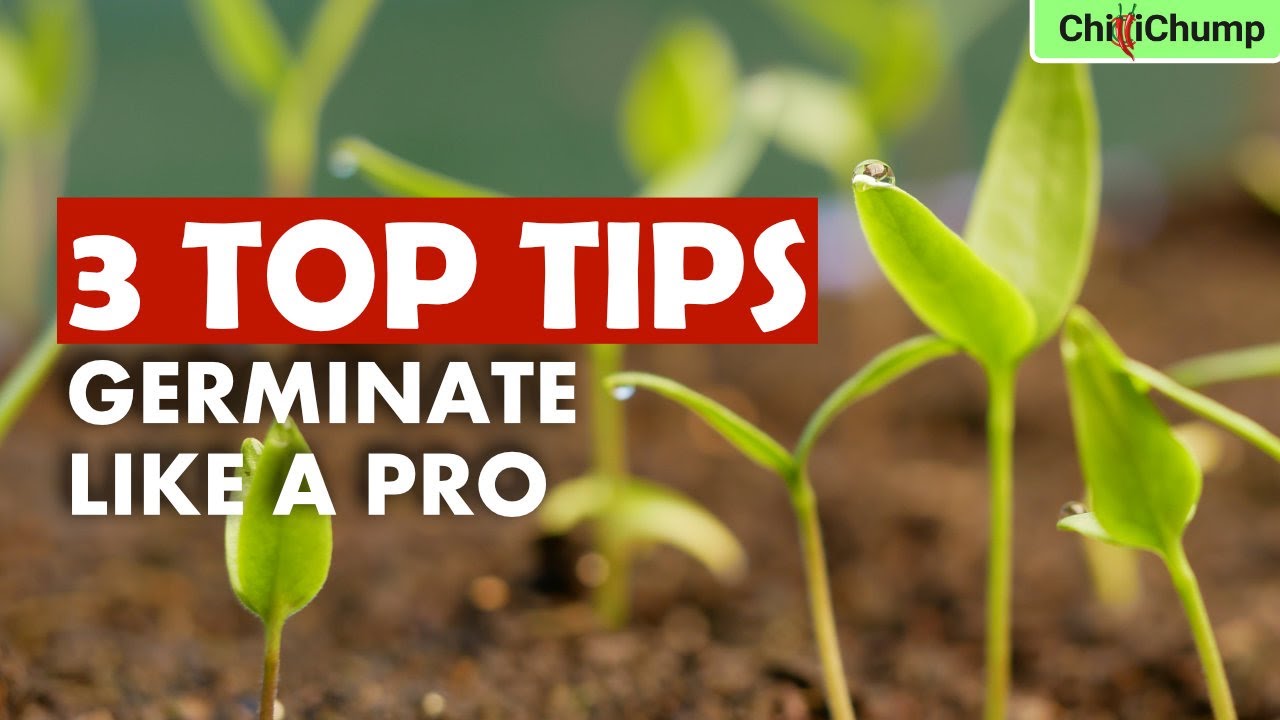 Stop Wasting Chilli Seeds: Germinate Like a Pro!