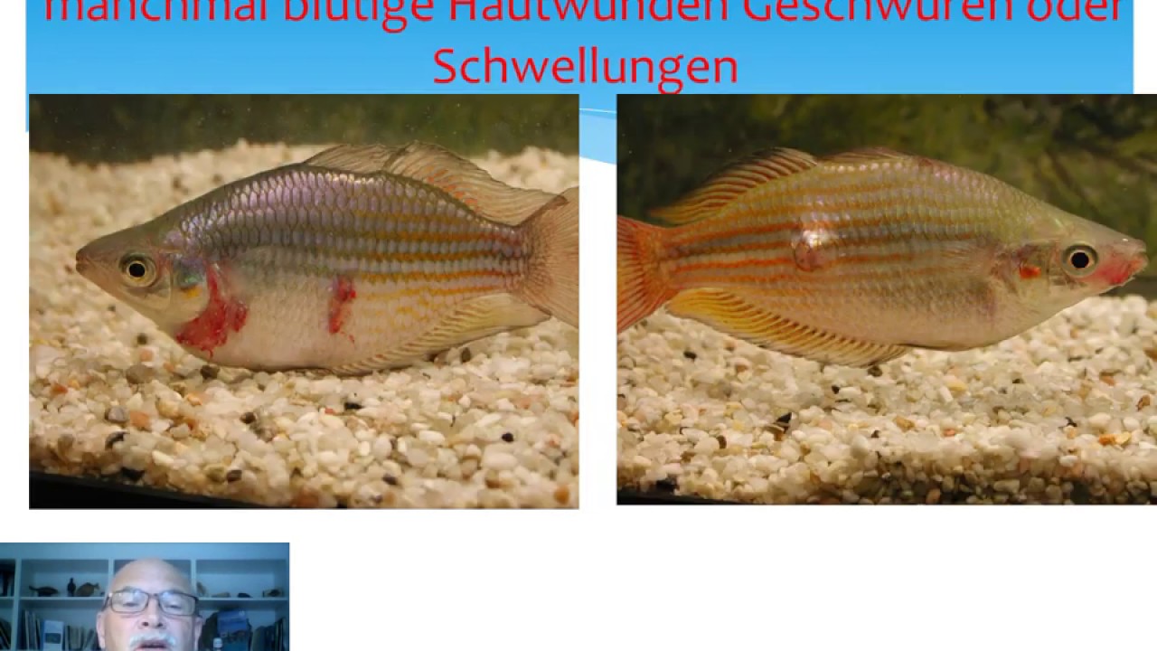 Nr.9: Mycobacterium  Fischtuberkulose bei Aquarienfische: Vorbeugung & Behandlung & Aquariumgranulom