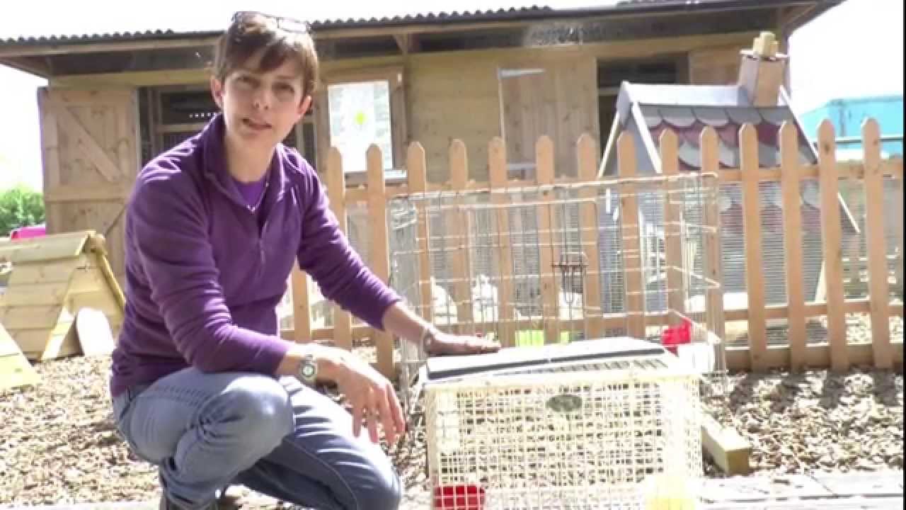 Broody Chickens - Dos and Don'ts