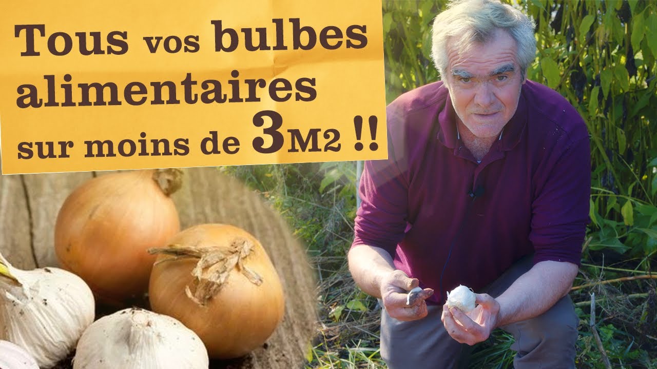 C'est le moment de planter vos bulbes alimentaires (oignon, échalote, ail) Le tout sur 3m²