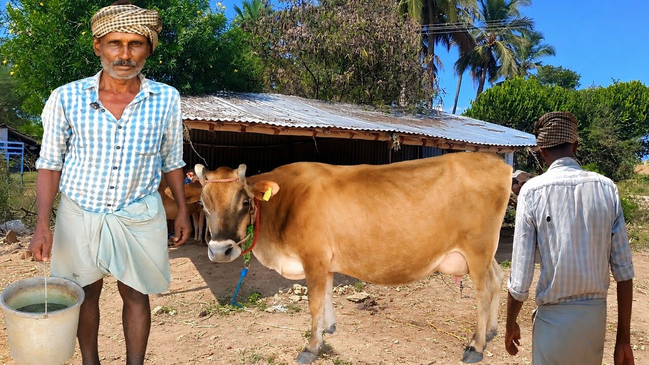 மாடுகள் வளர்க்கும் உதவி பஞ்சாயத்து தலைவர் | Dairy Farm Startup ideas in tamil | Siva Arun Tv