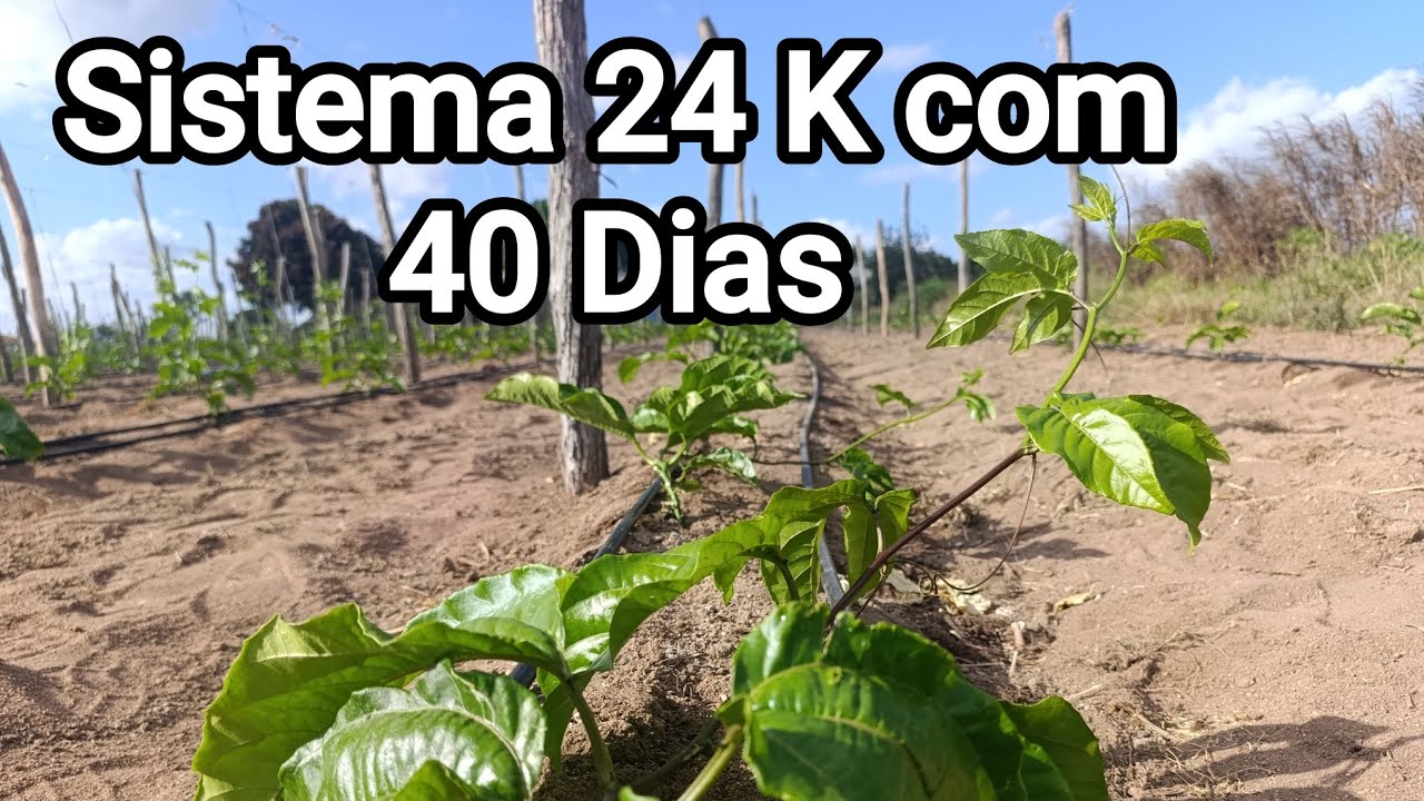 Conheça o Sistema intensivo no cultivo do maracujá 