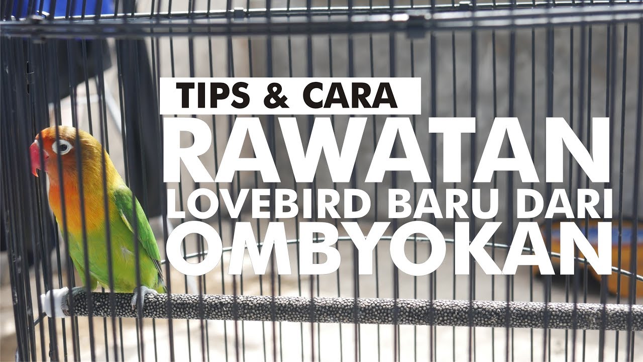 CARA RAWATAN LOVEBIRD OMBYOKAN | LOVEBIRD OMBYOKAN #sahabathobi