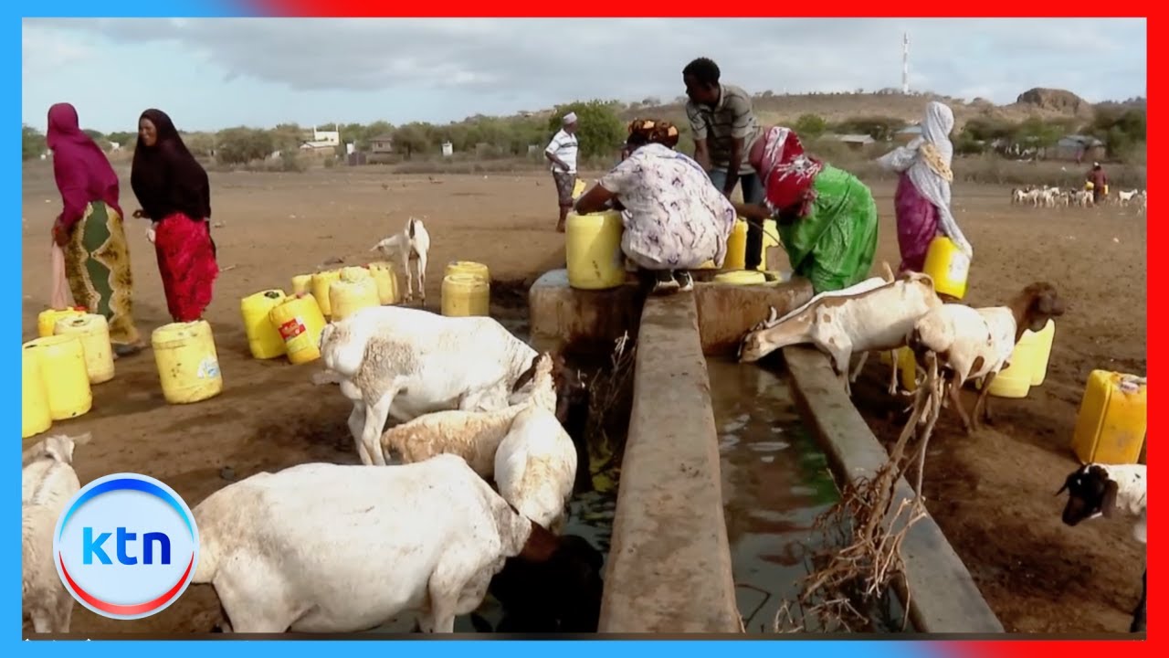 Makali ya kiangazi: Wafugaji wanashindwa kukabiliana na ukame bila msaada wa serikali
