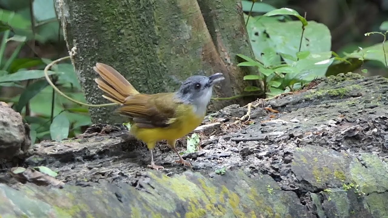 Babblers and Bulbuls in Malaysia