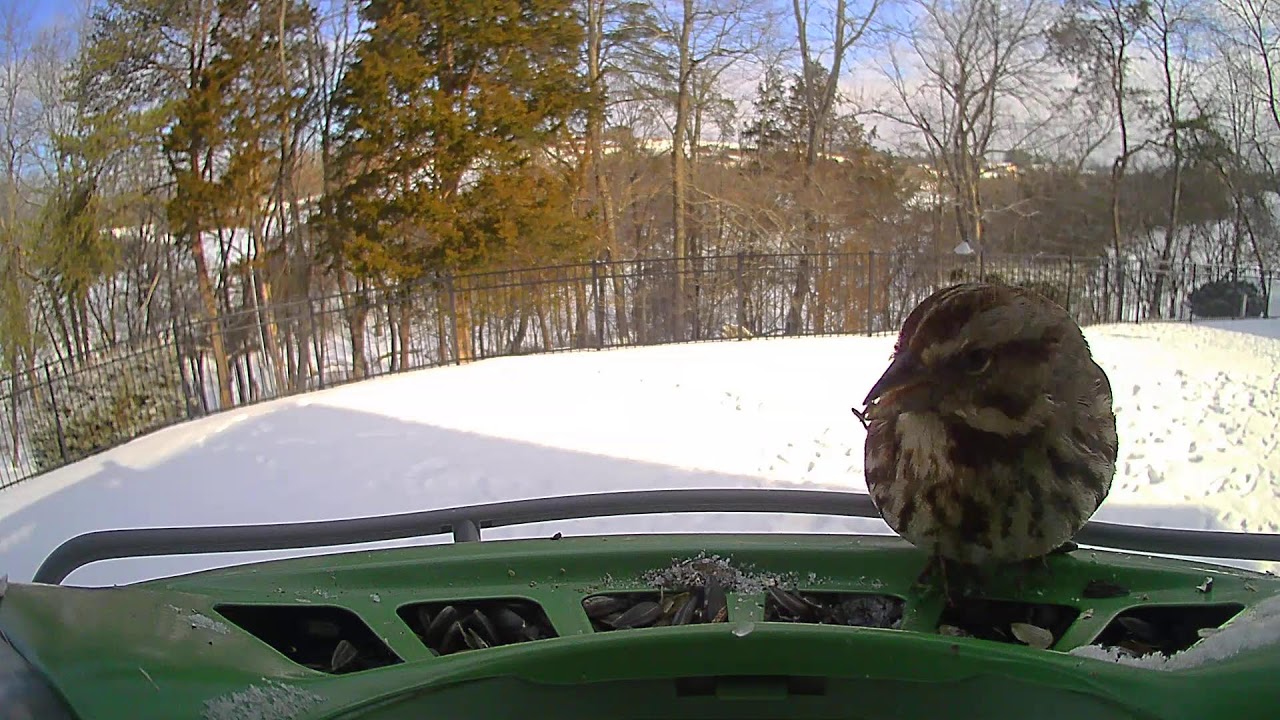 Attempted Birder Live Stream