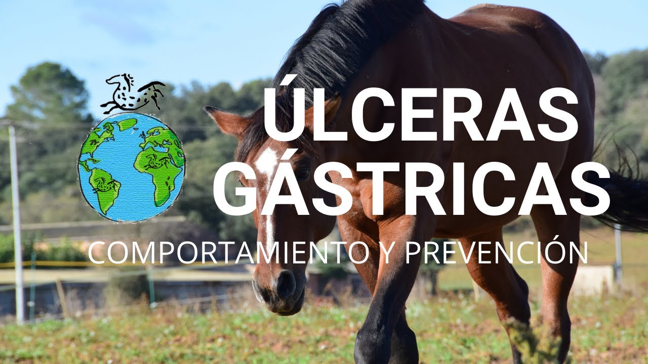 Úlceras Gástricas - Comportamiento y Prevención