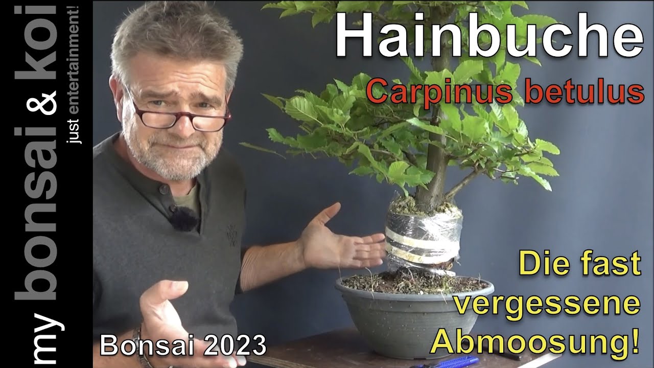 Bonsai 2023-44 - Hainbuche - Carpinus betulus - die fast vergessene Abmoosung