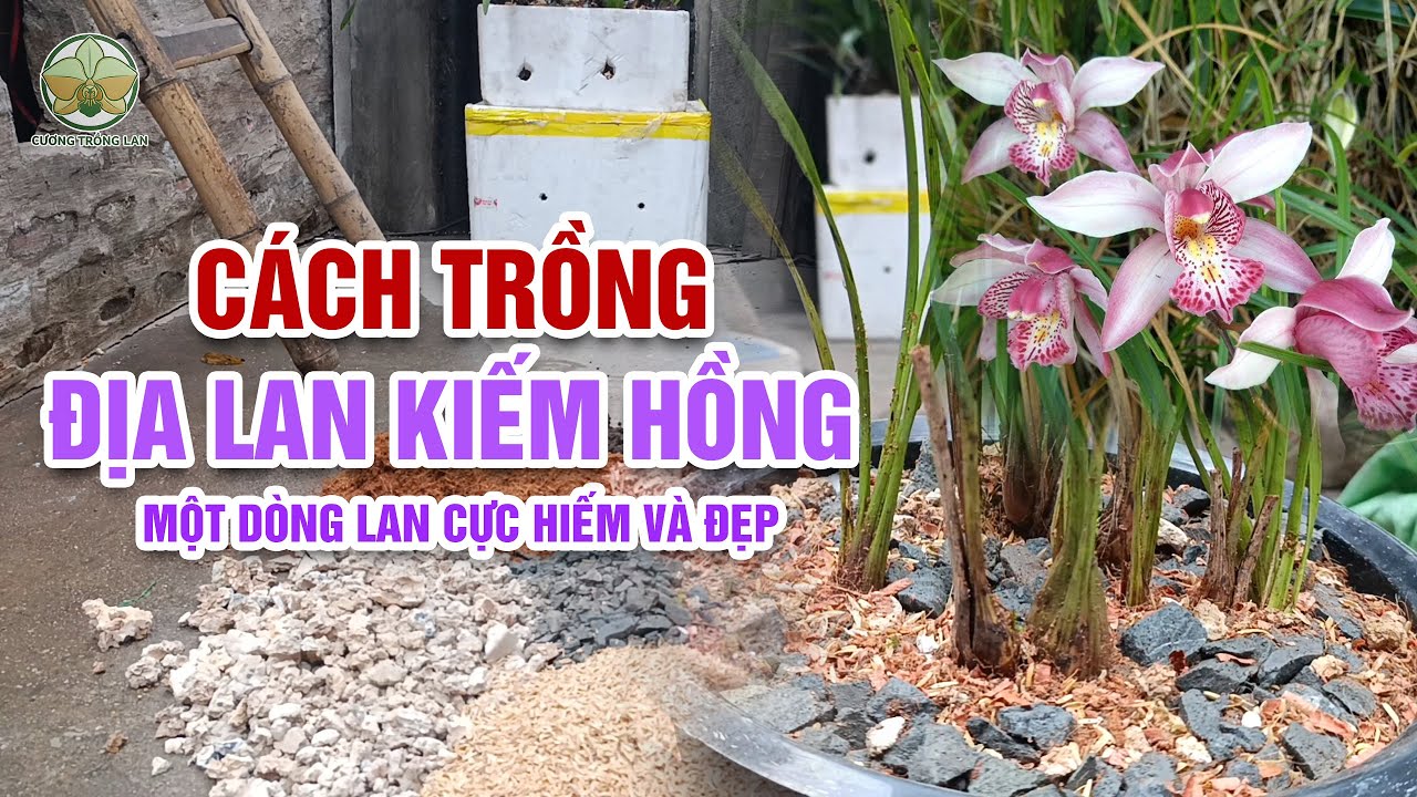 Cách trồng địa lan kiếm hồng một dòng lan cực hiếm và đẹp