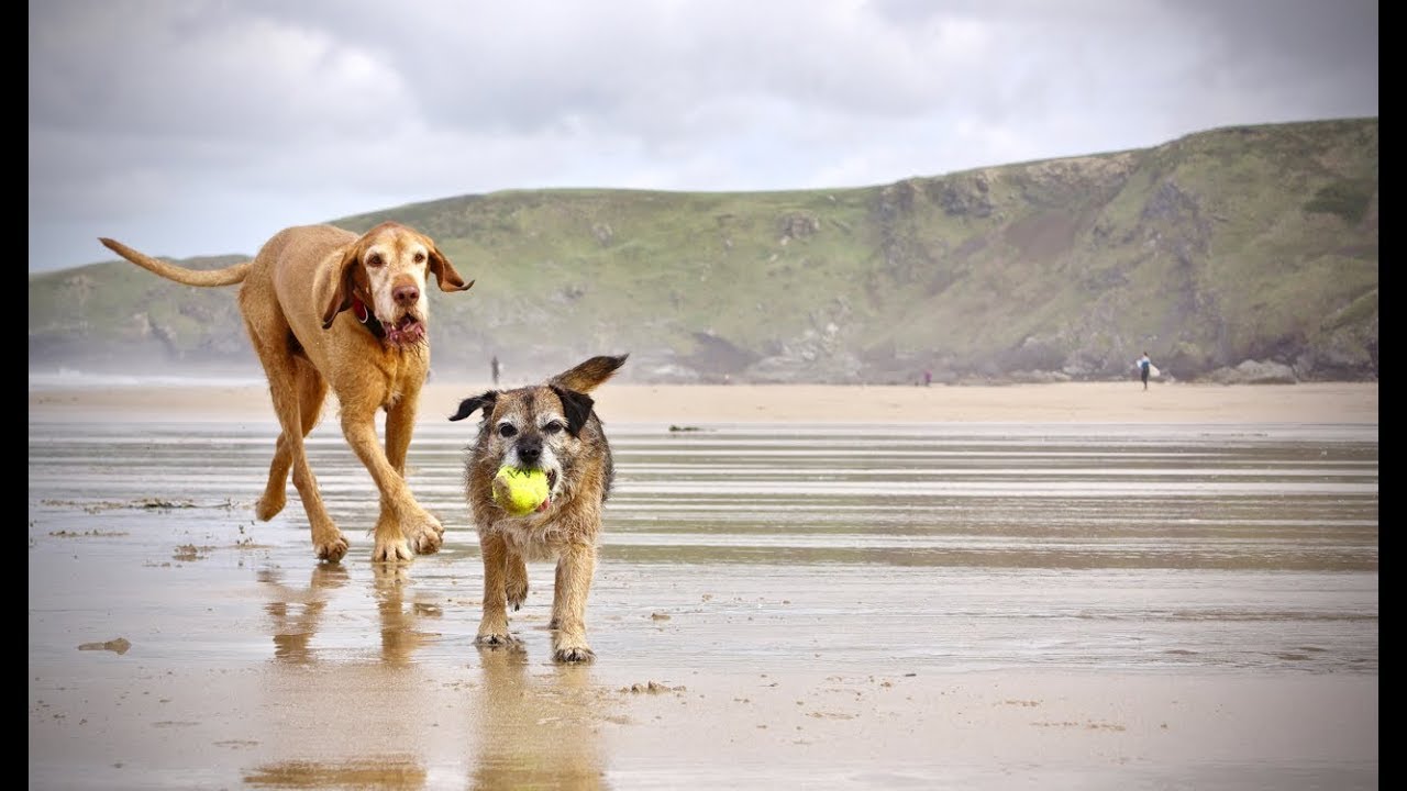 Max & Pip Harlyn Bay, Cornwall.  21.10.17