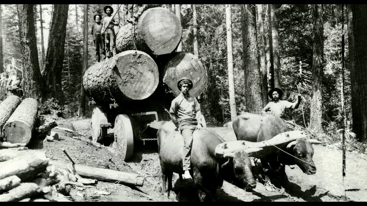 SPECIAL- A SHORT HISTORY OF LOGGING! Mules, Oxen, Trains Log Rolling Pros!